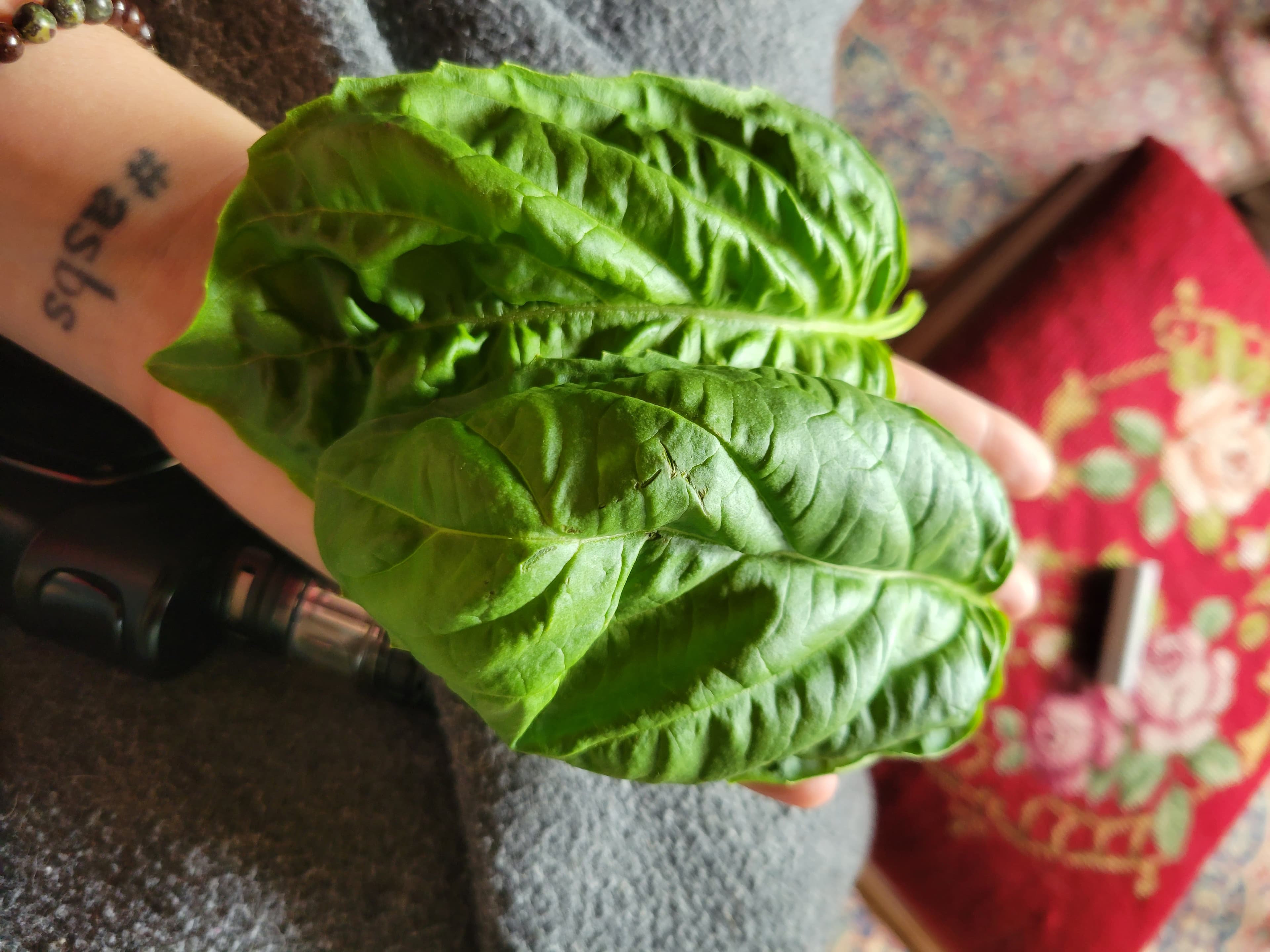 Giant Basil