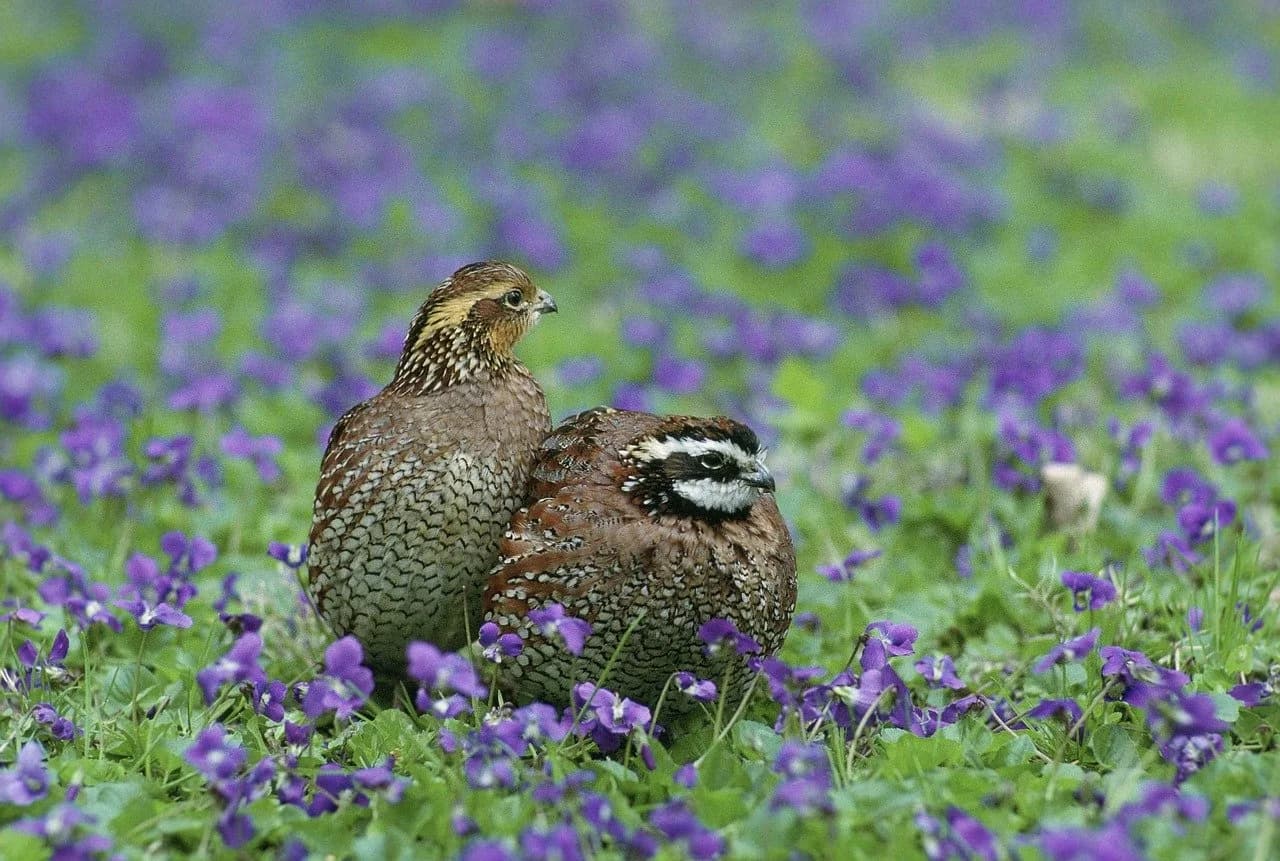 Bobwhite Quail — native to Virginia